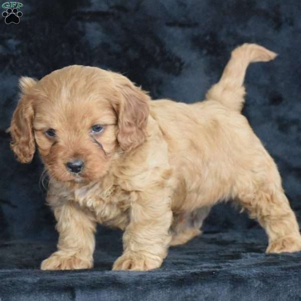 Rascal, Cavapoo Puppy